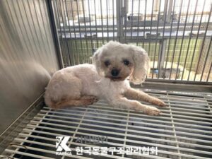 한국동물구조관리협회에서 보호하고 있는 유기된 강아지안내드립니다.