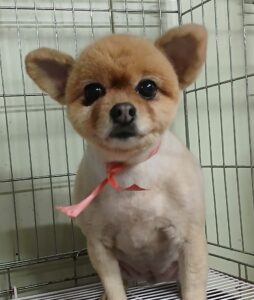 대구유기동물보호협회에서 보호중인 유기된 강아지안내.