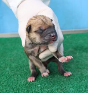 제주 동물보호센터에서 보호중인 유기된 강아지입니다.