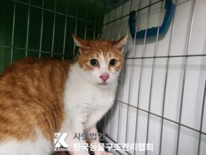 한국동물구조관리협회에서 보호하고 있는 유기된 고양이안내합니다.