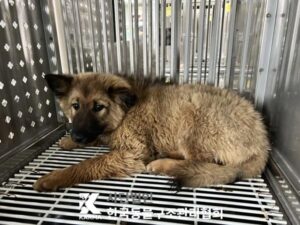 한국동물구조관리협회에서 05월 09일 발견해서 보호하고 있는 강아지 정보안내.
