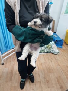 인월동물병원에서 05월 11일 발견해서 보호하고 있는 강아지 정보안내.