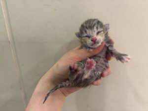 가정동물병원에서 보호하고 있는 유기된 고양이소개합니다.