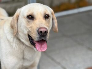 광주동물보호센터에서 05월 11일 발견해서 보호하고 있는 강아지 정보입니다.