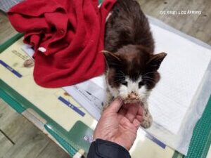 경동동물병원에서 보호중인 유기된 고양이안내합니다.