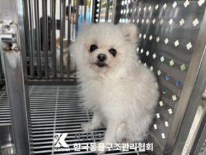 한국동물구조관리협회에서 05월 12일 발견해서 보호하고 있는 강아지 정보입니다.