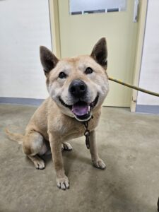 아산동물복지지원센터에서 05월 12일 발견해서 보호하고 있는 강아지 정보안내.