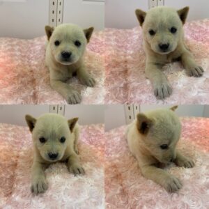 구미시 동물보호센터에서 05월 13일 발견해서 보호하고 있는 강아지 정보.