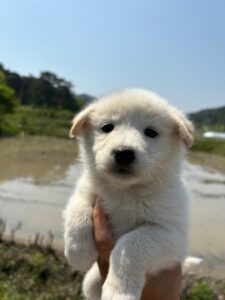 더나은동물병원에서 05월 13일 발견해서 보호하고 있는 강아지 정보.