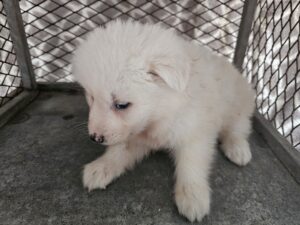 창녕 유기동물보호소에서 05월 13일 발견해서 보호하고 있는 강아지 정보안내.