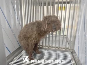한국동물구조관리협회에서 05월 13일 발견해서 보호하고 있는 강아지 정보입니다.