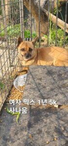 옥천동물병원에서 보호하고 있는 유기된 강아지입니다.
