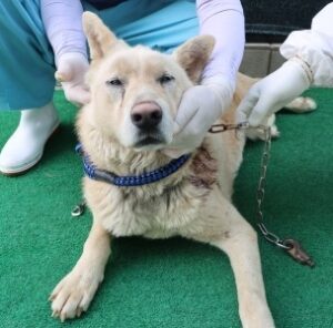 제주 동물보호센터에서 보호하고 있는 유기된 강아지안내합니다.