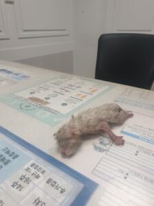 대구시수의사회(평리)에서 보호하고 있는 유기된 고양이안내드립니다.