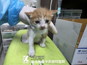 한국동물구조관리협회에서 05월 15일 발견해서 보호하고 있는 고양이 정보입니다.
