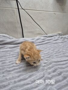 옥천동물병원에서 05월 16일 발견해서 보호하고 있는 고양이 정보안내.