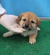 제주 동물보호센터에서 보호하고 있는 유기된 강아지정보.