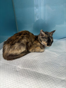 현풍동물병원에서 보호중인 유기된 고양이안내합니다.