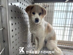한국동물구조관리협회에서 보호하고 있는 유기된 강아지안내드립니다.