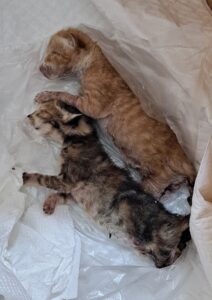 대구유기동물보호협회에서 05월 17일 발견해서 보호하고 있는 고양이 정보안내.