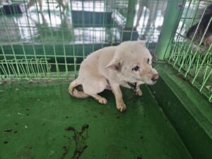 진안군유기동물보호소에서 05월 17일 발견해서 보호하고 있는 강아지 정보.