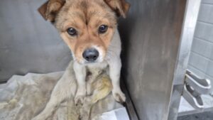 광주동물보호센터에서 05월 19일 발견해서 보호하고 있는 강아지 정보입니다.