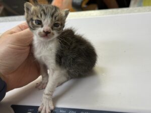 광주동물보호센터에서 05월 19일 발견해서 보호하고 있는 고양이 정보안내.