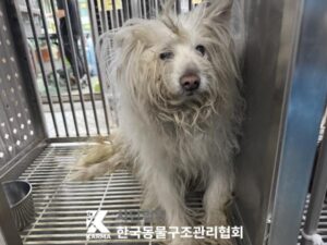 한국동물구조관리협회에서 05월 19일 발견해서 보호하고 있는 강아지 정보입니다.
