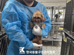 한국동물구조관리협회에서 05월 19일 발견해서 보호하고 있는 강아지 정보안내.