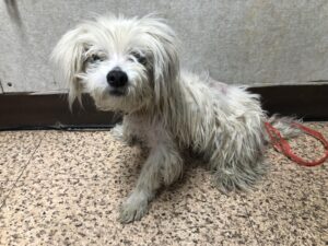 청조동물병원에서 05월 20일 발견해서 보호하고 있는 강아지 정보.