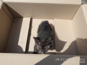 대전동물보호센터에서 05월 20일 발견해서 보호하고 있는 고양이 정보.