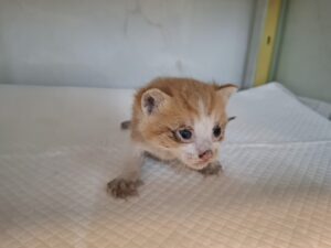 행복한동물병원에서 보호중인 유기된 고양이안내합니다.
