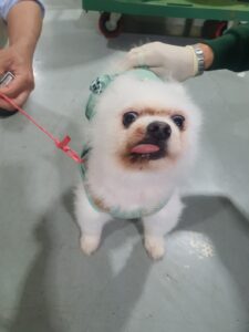 화성동물보호센터에서 보호중인 유기된 강아지정보.