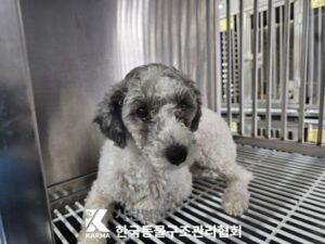 한국동물구조관리협회에서 05월 20일 발견해서 보호하고 있는 강아지 정보입니다.