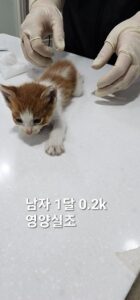 옥천동물병원에서 보호중인 유기된 고양이안내.