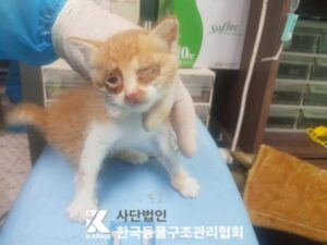 한국동물구조관리협회에서 보호하고 있는 유기된 고양이소개합니다.