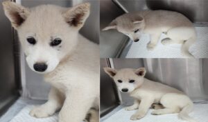 서산시 동물보호센터에서 05월 22일 발견해서 보호하고 있는 강아지 정보입니다.