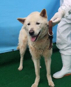 제주 동물보호센터에서 05월 22일 발견해서 보호하고 있는 강아지 정보입니다.