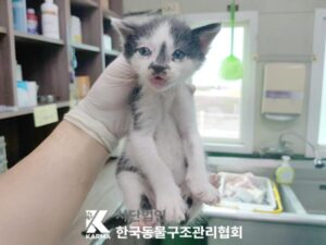 한국동물구조관리협회에서 보호중인 유기된 고양이소개합니다.