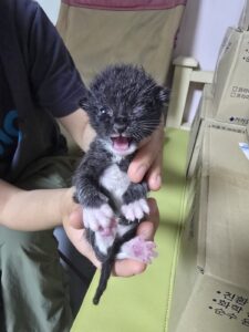 밀양시 동물보호센터에서 보호하고 있는 유기된 고양이안내드립니다.