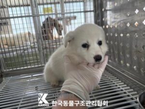 한국동물구조관리협회에서 보호중인 유기된 강아지소개합니다.