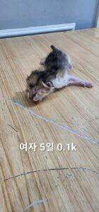 옥천동물병원에서 보호하고 있는 유기된 고양이소개합니다.