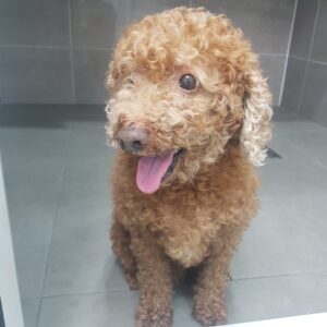 링크늘푸른동물병원에서 05월 24일 발견해서 보호하고 있는 강아지 정보안내.