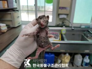 한국동물구조관리협회에서 05월 24일 발견해서 보호하고 있는 고양이 정보입니다.