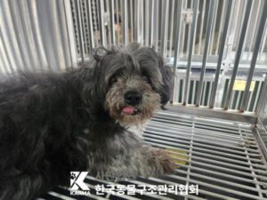 한국동물구조관리협회에서 보호하고 있는 유기된 강아지정보.