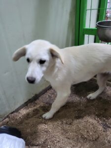 평택시유기동물보호소에서 05월 25일 발견해서 보호하고 있는 강아지 정보.