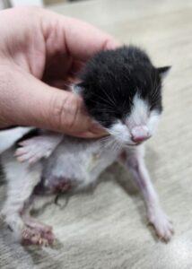 대구시수의사회(삼덕)에서 05월 25일 발견해서 보호하고 있는 고양이 정보안내.