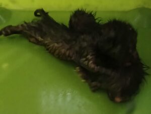 대구유기동물보호협회에서 05월 25일 발견해서 보호하고 있는 고양이 정보입니다.