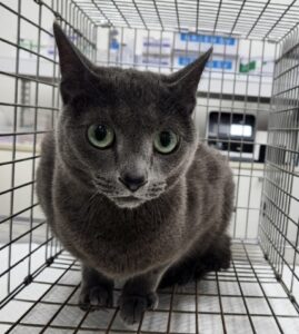 세종유기동물보호센터에서 보호하고 있는 유기된 고양이입니다.