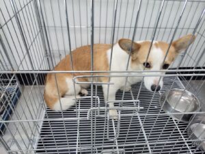 고양시동물보호센터에서 보호하고 있는 유기된 강아지정보.